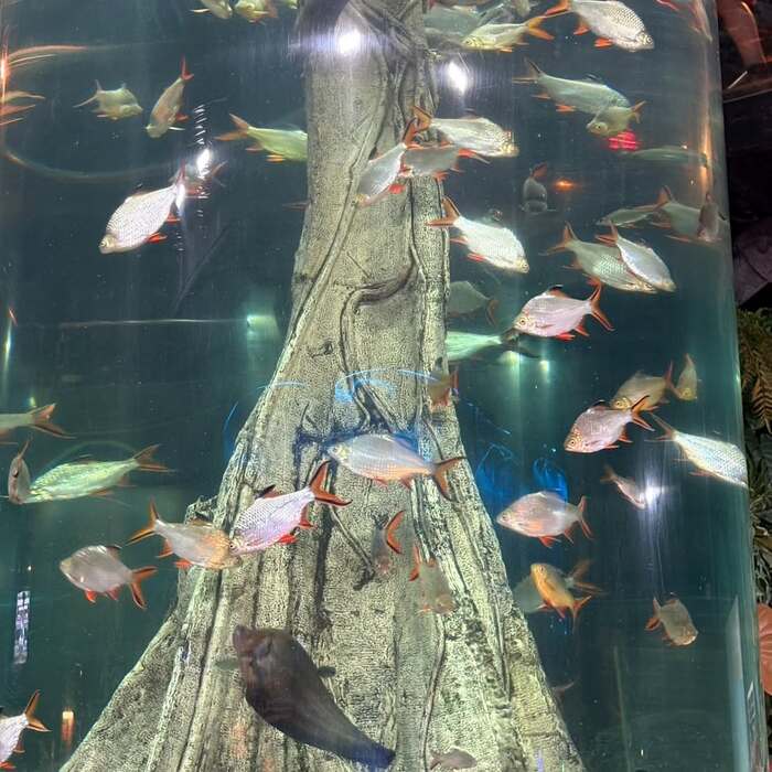 【6.20｜Day 8：探索馬來西亞的靈魂 —— 海洋與歷史的雙重奏 🌊🏛️】圖片
